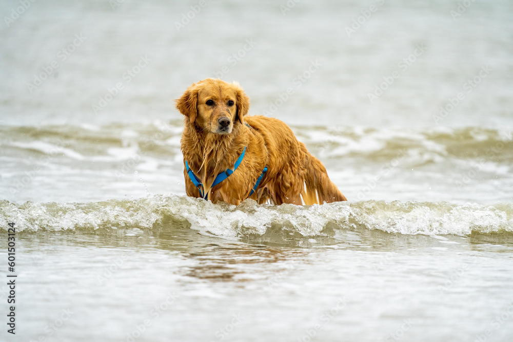 golden retriever dog portrait at sea