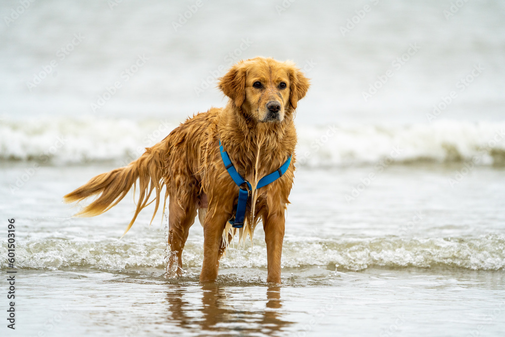 golden retriever dog portrait at sea golden retriever dog portrait at sea