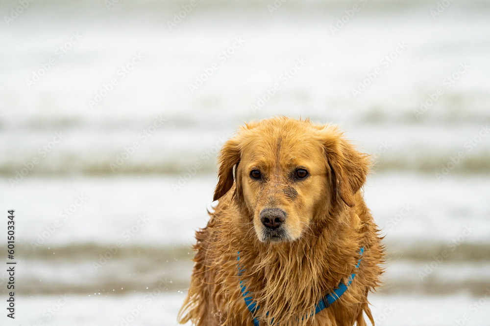 golden retriever dog portrait at sea