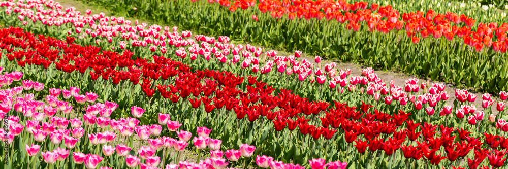 Fresh beautiful multi-colored tulips bloom in sunshine. Nature park, spring and summer, beauty and care. Banner