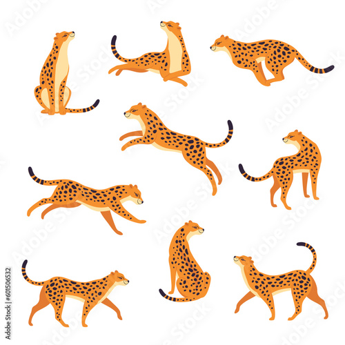 Leopard as Wild Cat with Long Spotted Body Sitting  Running and Walking Vector Set