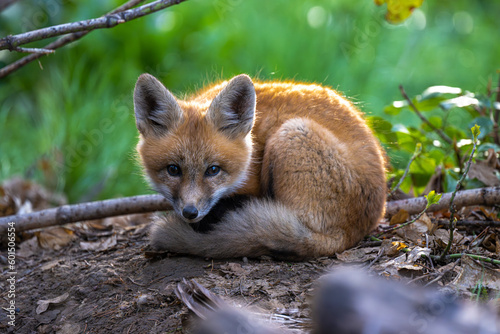 Fototapeta Naklejka Na Ścianę i Meble -  Young American Red Fox (Vulpes vulpes fulvus)