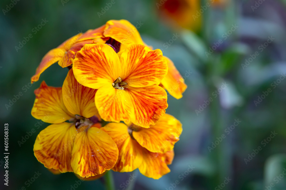 The brightly colored spring flowers of Erysimum cheiri (Cheiranthus) also known as the Wallflower The brightly colored spring flowers of Erysimum cheiri (Cheiranthus) also known as the Wallflower