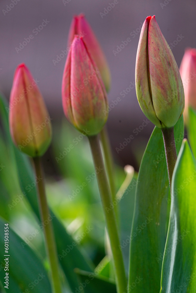 Naklejka premium Amazing red pink tulip flowers blooming field background sunset light love concept beautiful scene design copy space. banner closeup spring postcard nature floristry shop flowerbed mother day.