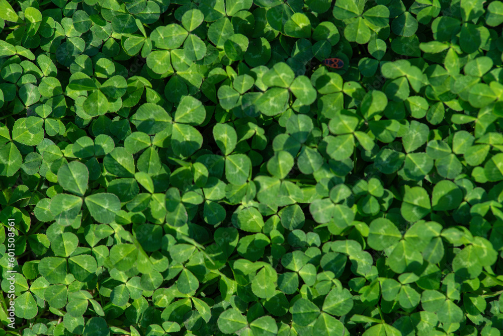 Natural green dark background. Plant and herb texture. Leafs green young fresh oxalis, shamrock, trefoil close-up. Beautiful background with green clover leaves for Saint Patrick's day. Natural green dark background. Plant and herb texture. Leafs green young fresh oxalis, shamrock, trefoil close-up. Beautiful background with green clover leaves for Saint Patrick's day.