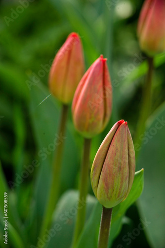 Amazing red pink tulip flowers blooming field background sunset light love concept beautiful scene design copy space. banner closeup spring postcard nature floristry shop flowerbed mother day.