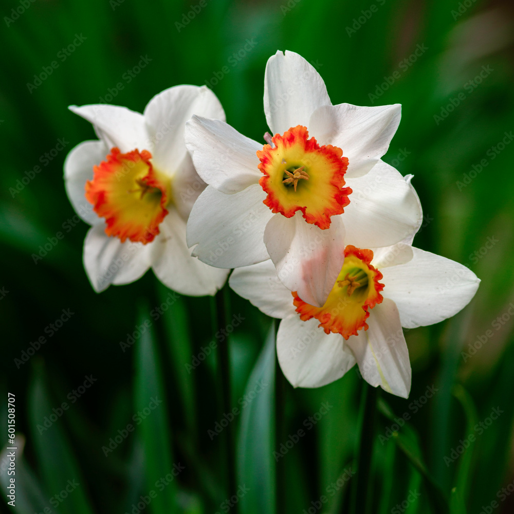 Obraz premium Closeup white daffodil flower Cupped Daffodil Carlton six petals yellow orange trumpet-shape central corona. The delicate bright rich Beautiful Narcissus poeticus Tazetta garden sun garden.