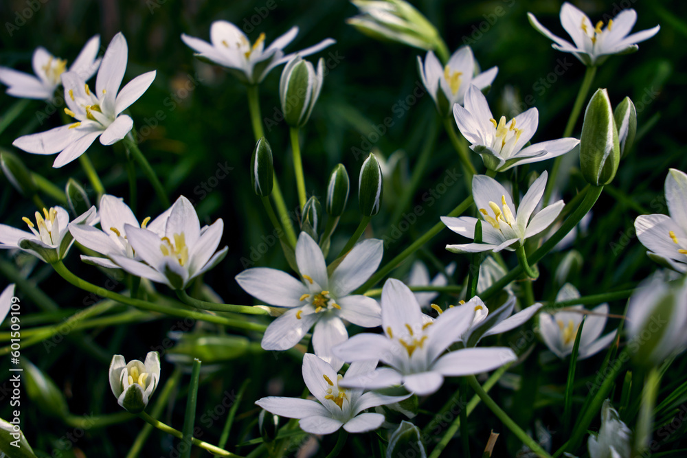 Photo with group white Star of Bethlehem flowers with blurred background at sunny day. Photo with group white Star of Bethlehem flowers with blurred background at sunny day.