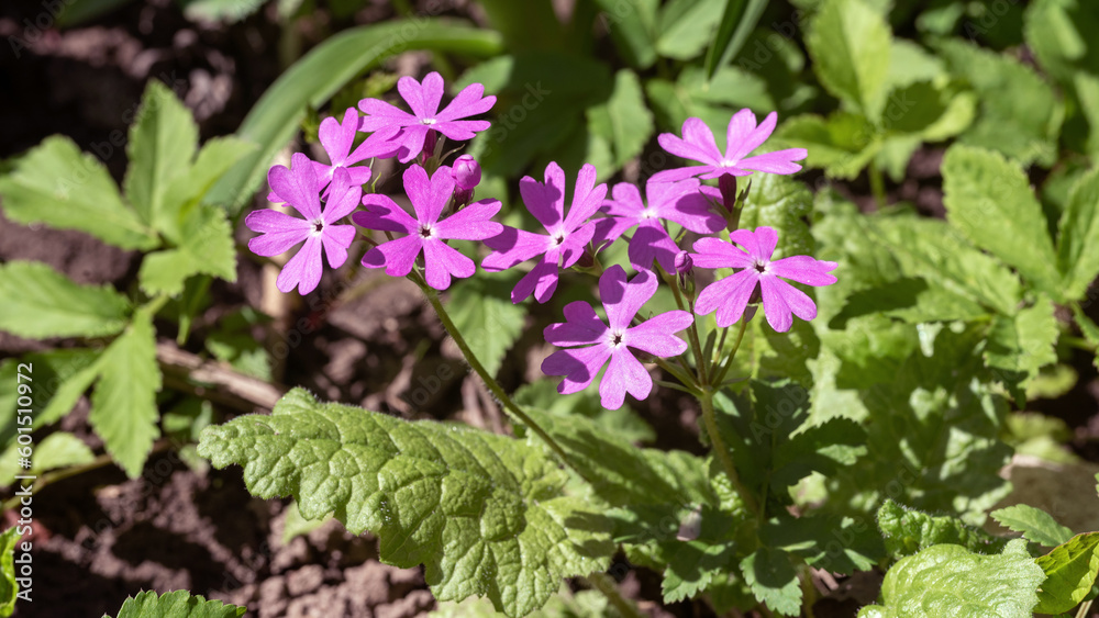 Purple flowers of Primula cortusoides in the garden. Purple flowers of Primula cortusoides in the garden.