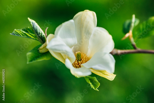 A close-up of a white magnolia flower on a branch in the garden during springtime