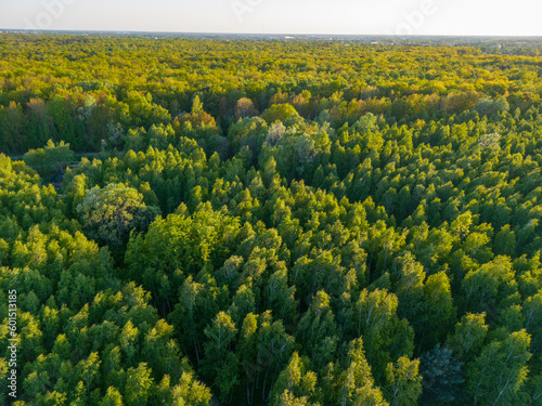 Deciduous green forest seen from above