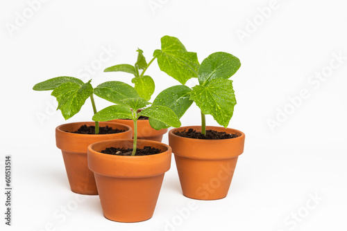 Young seedlings of cucumber in a pot on a white background