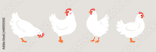 Illustration of chicken. Contour vector illustration.