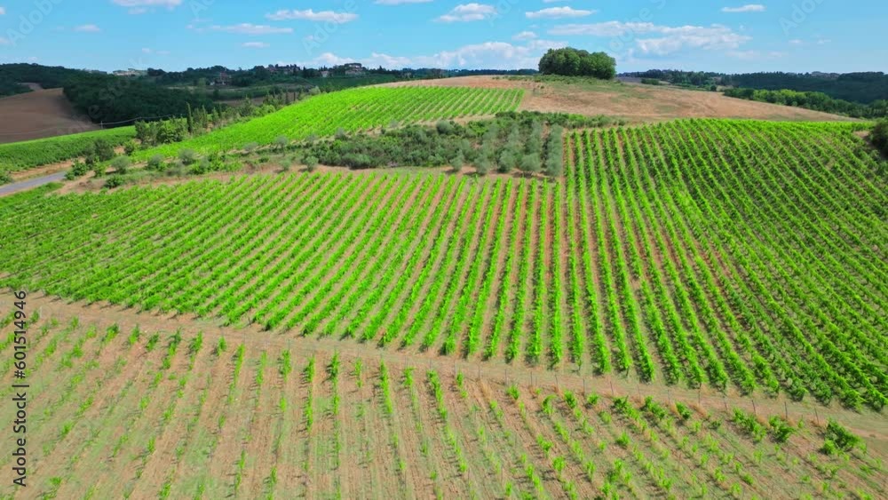 Scenic aerial landscape view of vineyards with green planted grapes in Tuscany. Top view from above of Italian wine-growing region with huge lands of grapery. Scenic aerial landscape view of vineyards with green planted grapes in Tuscany. Top view from above of Italian wine-growing region with huge lands of grapery.