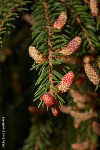 A male spruce cone with pollen in a city park. Spring.