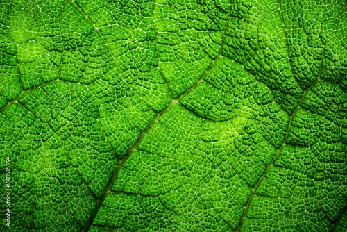 Macro close up giant fern leaf texture