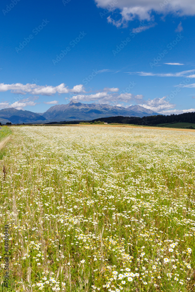 Blooming meadow with High Tatras, Slovakia
