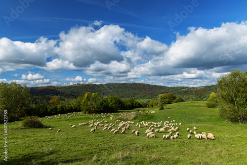 Sheep herd near Terchova, Mala Fatra, Slovakia