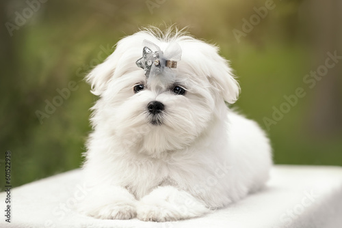Portrait of white puppy of maltese dog at nature