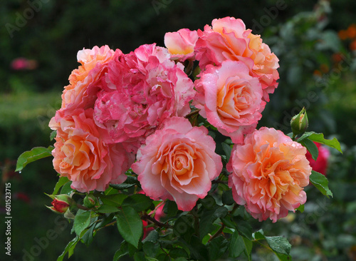 Roses bloom in the garden. © orestligetka