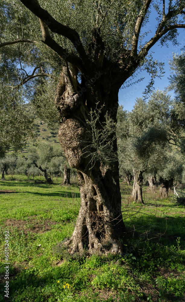 Olive tree in the field