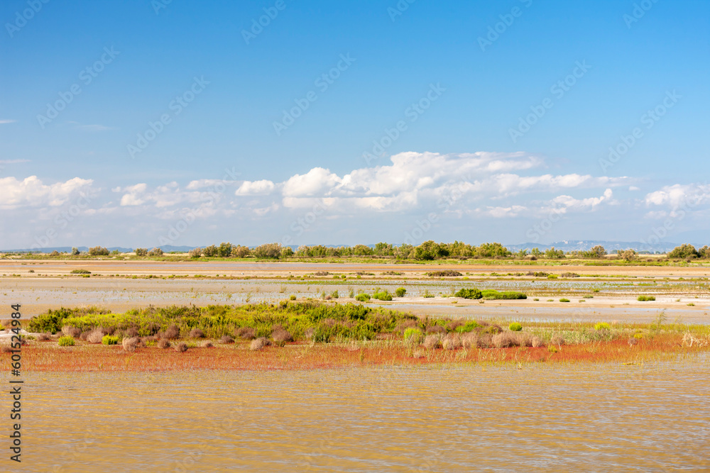 Fototapeta premium National park Camargue, Provence, France