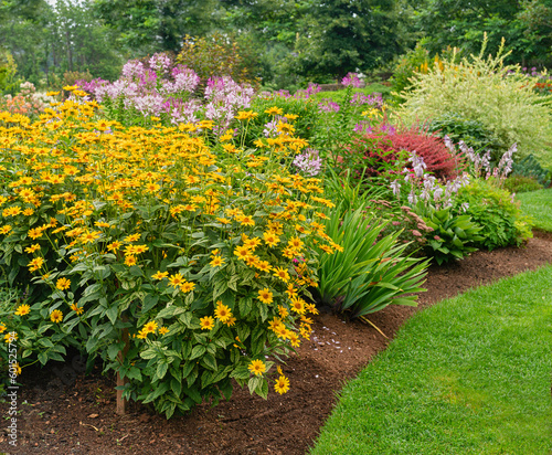 Perennial flower bed with a variegated heliopsis in the foreground.
