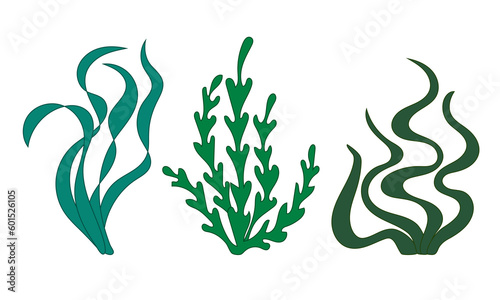 Green Seaweed set. Collection of Underwater hand Drawn plants. Sea alga Isolated