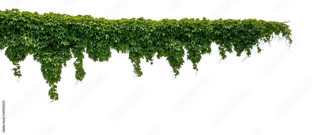 Fototapeta premium Cutout ivy with lush green foliage, Virginia creeper, wild climbing bush vine as frame, isolated