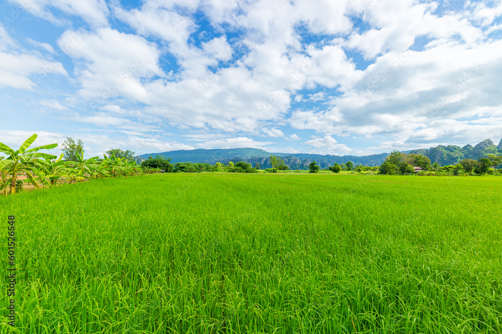 Obraz premium rice fields and mountains,Green Rice Field with Mountains Background under Blue Sky, Chiang Mai, Thailand