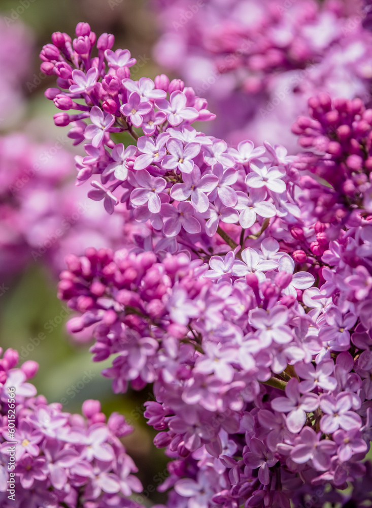lilac flowers in bloom lilac flowers in bloom