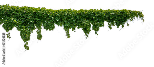 Cutout ivy with lush green foliage  Virginia creeper  wild climbing bush vine as frame  isolated