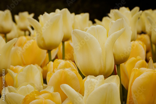 selected focus field of yellow tulips with bokeh and black background
