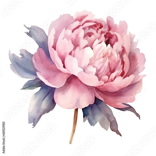 Tableau sur toile Peonies Watercolor Illustration Beautiful Isolated Flowers Floral Decoration