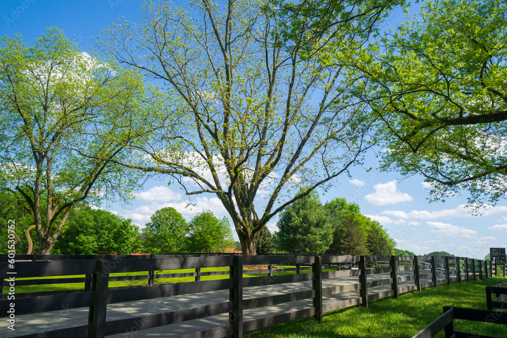 enjoying the countryside in the summer. The sky is blue, with numerous white cloud clusters against a background of green trees. Excellent background ideas, art designs, and illustrations for outdoor enjoying the countryside in the summer. The sky is blue, with numerous white cloud clusters against a background of green trees. Excellent background ideas, art designs, and illustrations for outdoor