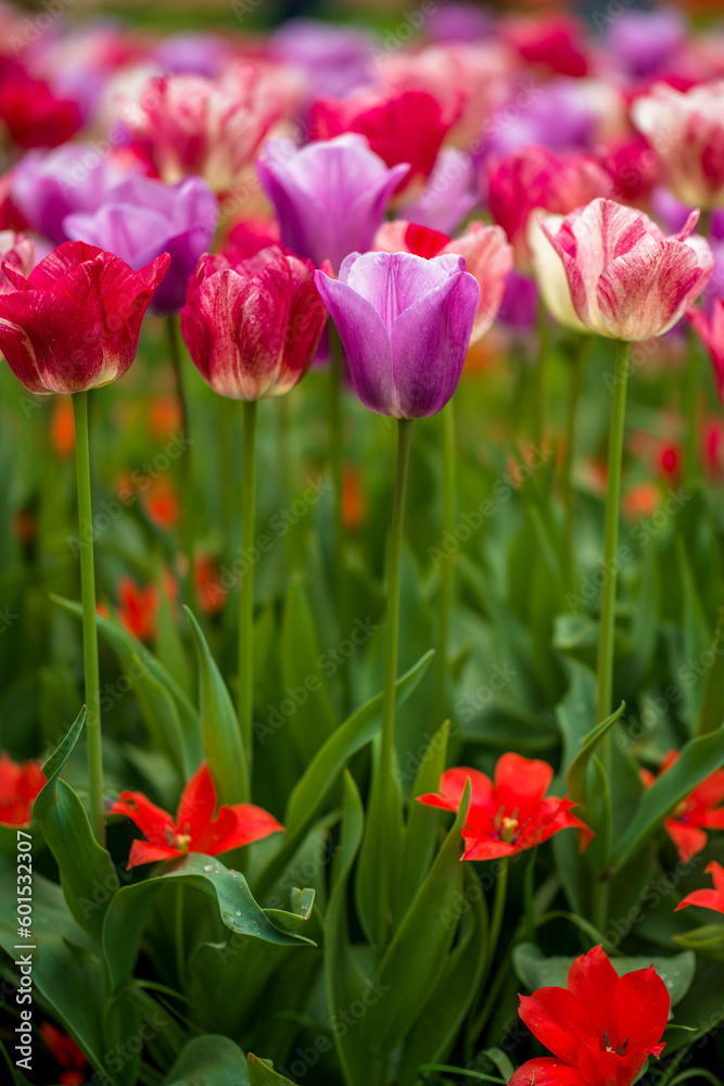 blühende Tulpen - Keukenhof Holland blühende Tulpen - Keukenhof Holland