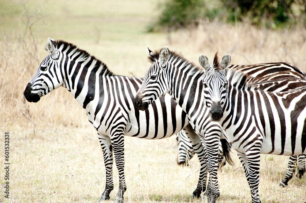 Obraz premium Three zebras, Serengeti National Park, Tanzania