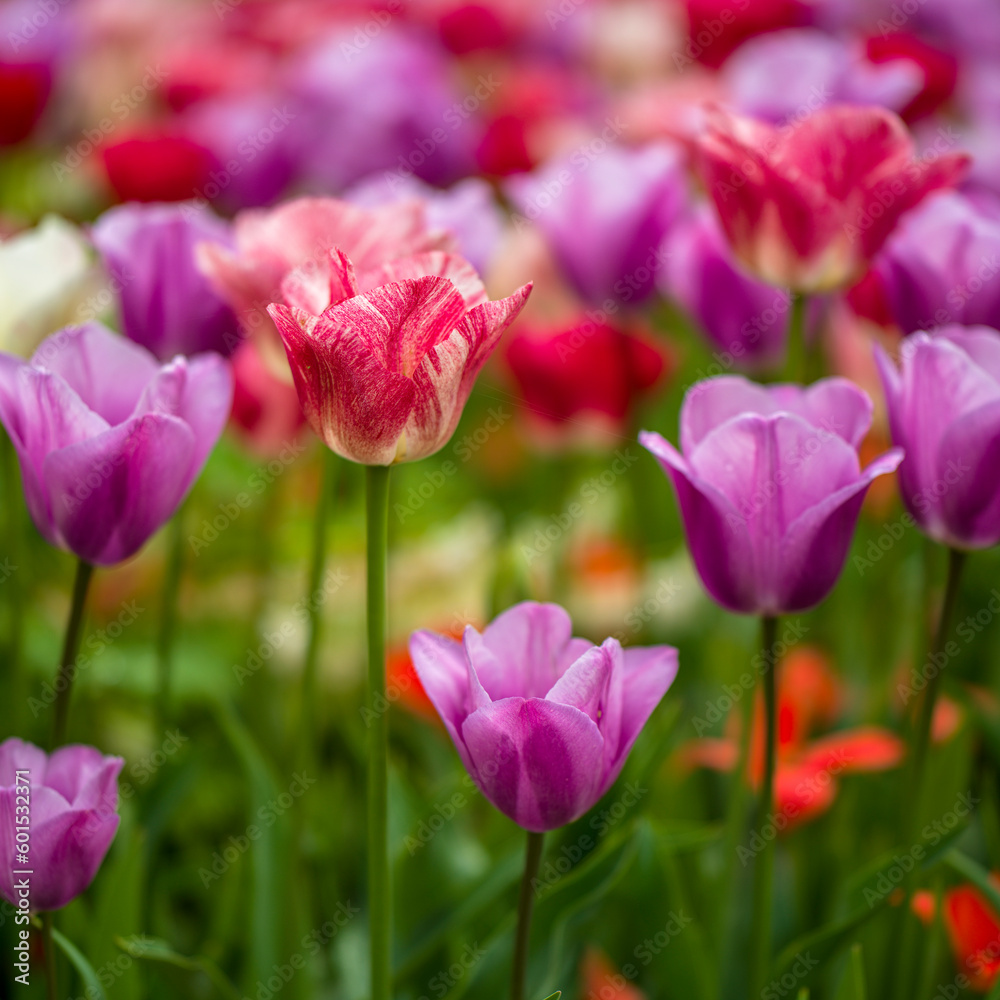 blühende Tulpen - Keukenhof Holland