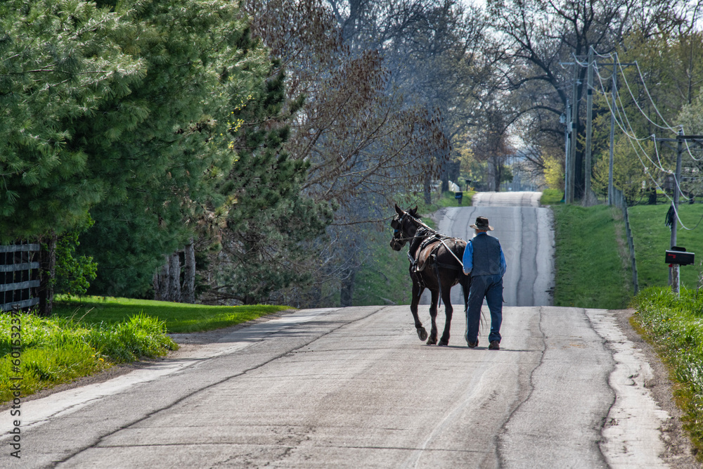 Amish farmer and horse in harness travel from one farm to another.