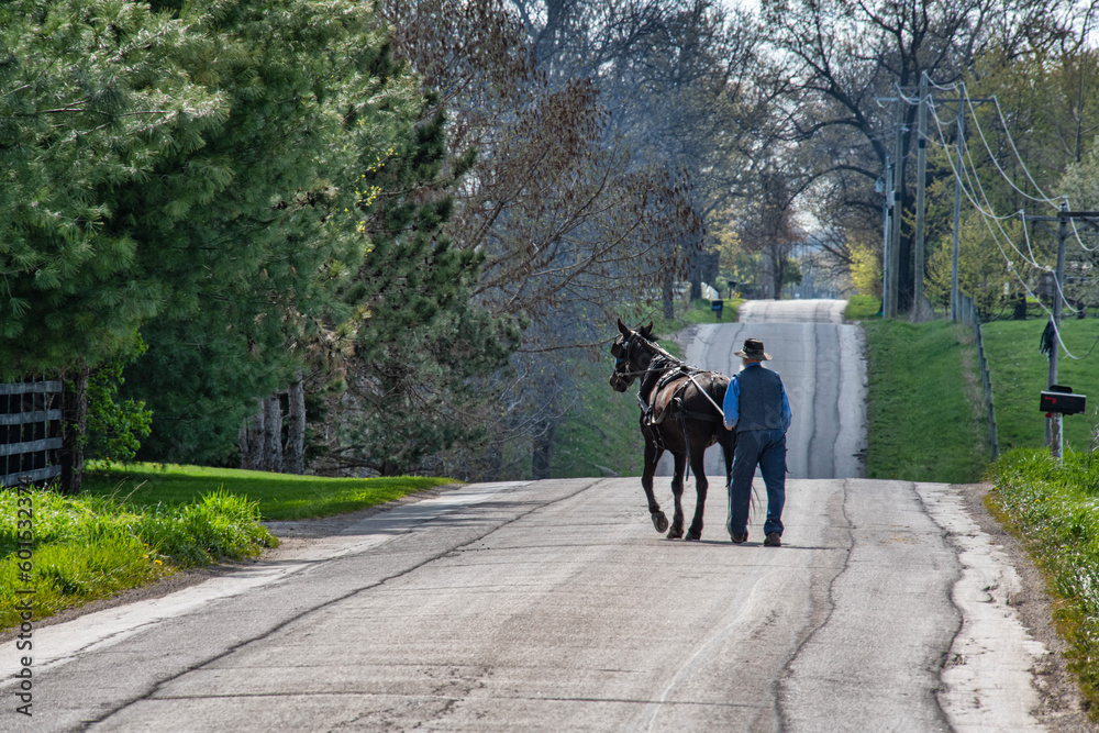Amish farmer and horse in harness travel from one farm to another. Amish farmer and horse in harness travel from one farm to another.