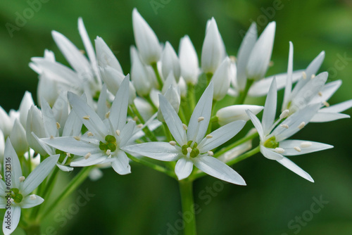 Closeup on the fresh white flowers of broad-leaved bear garlic, Allium ursinum