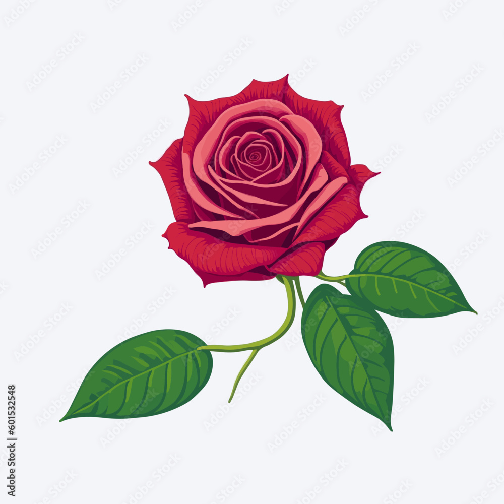 red rose isolated on white
