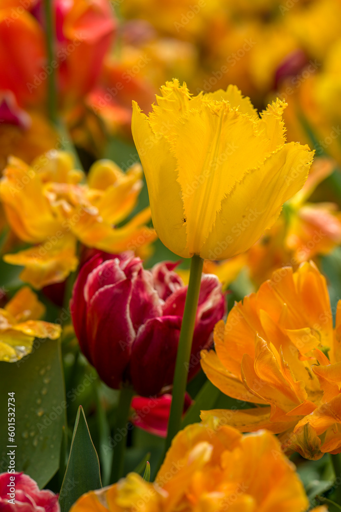 blühende Tulpen - Keukenhof Holland