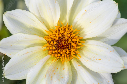 Close up of a white dahlia flower in bloom