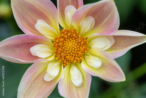 Close up of a pink dahlia flower