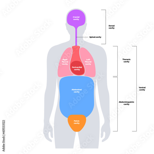 Body cavities poster