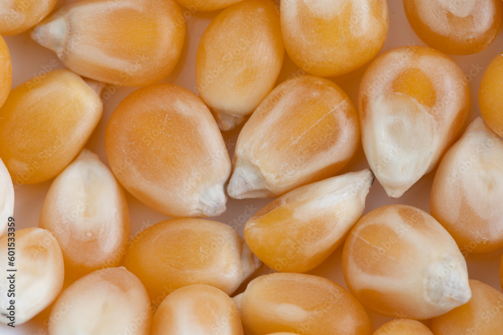 Close-up of fresh, organic, raw corn kernels. Beautiful background of popcorn for various uses. Popcorn kernels in defocused spiral close-up. Food texture, pattern. High-quality photo Close-up of fresh, organic, raw corn kernels. Beautiful background of popcorn for various uses. Popcorn kernels in defocused spiral close-up. Food texture, pattern. High-quality photo