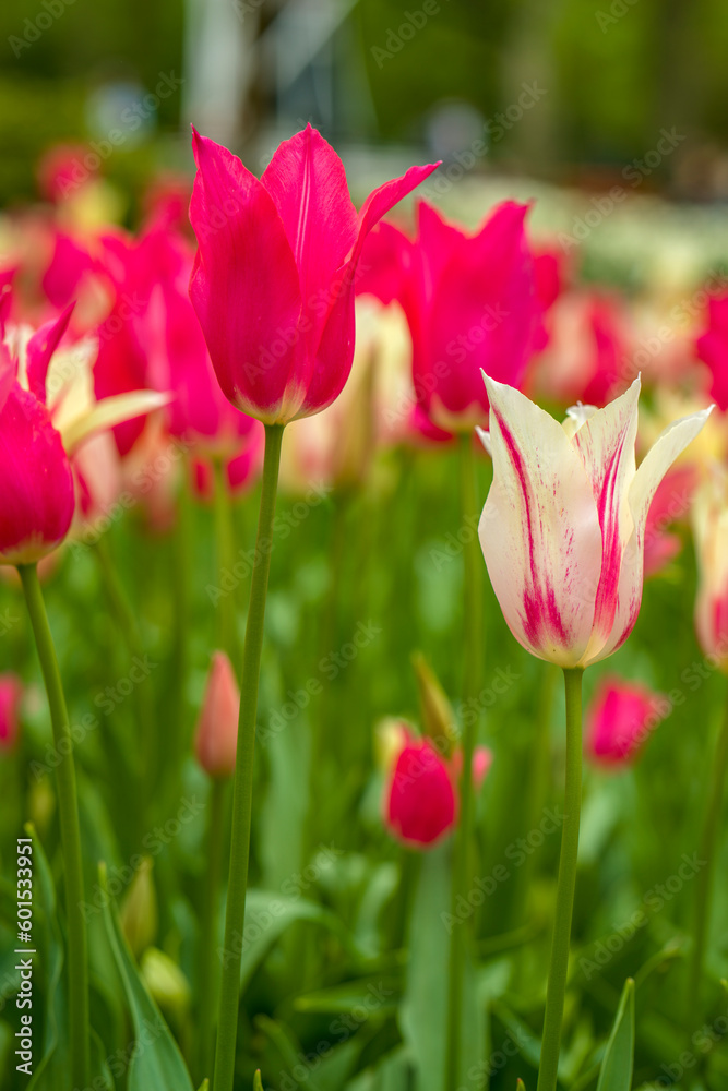 blühende Tulpen - Keukenhof Holland