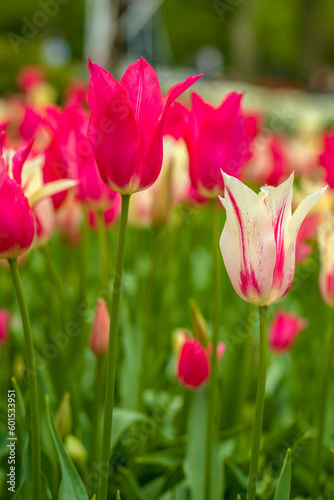 bl  hende Tulpen - Keukenhof Holland