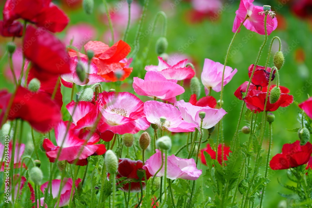 Obraz premium poppies in the field